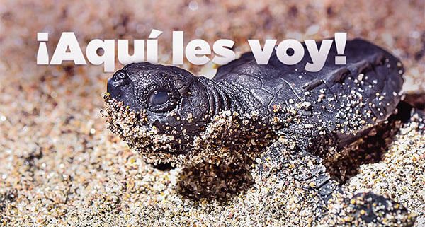 #Capacidad de Salvarme | Tortugas Golfinas Honduras