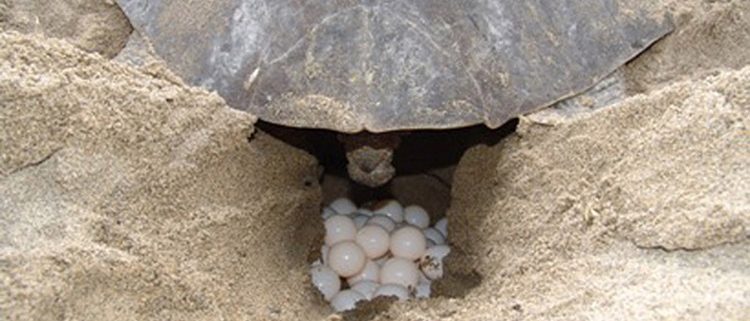 Lufussa-apoyando-proyecto-conservacion-tortuga-golfina